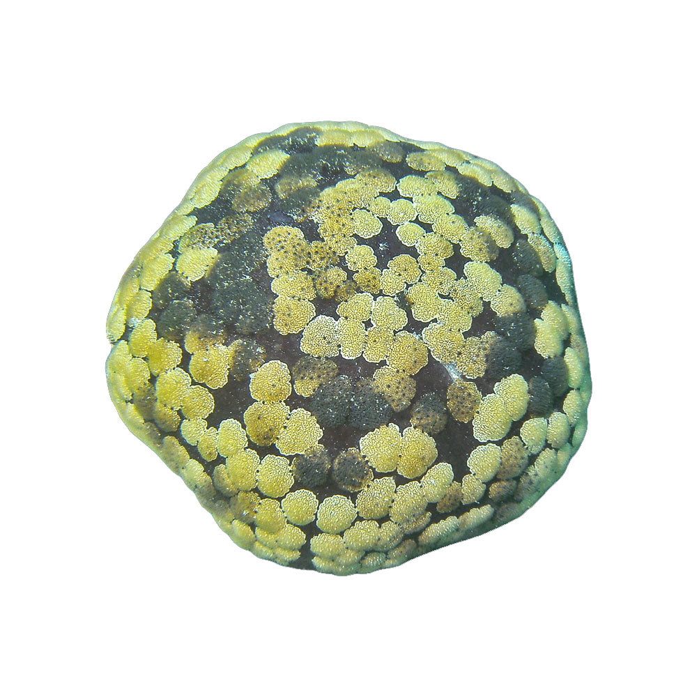 Starfish Cushion (Culcita Novaguineae)