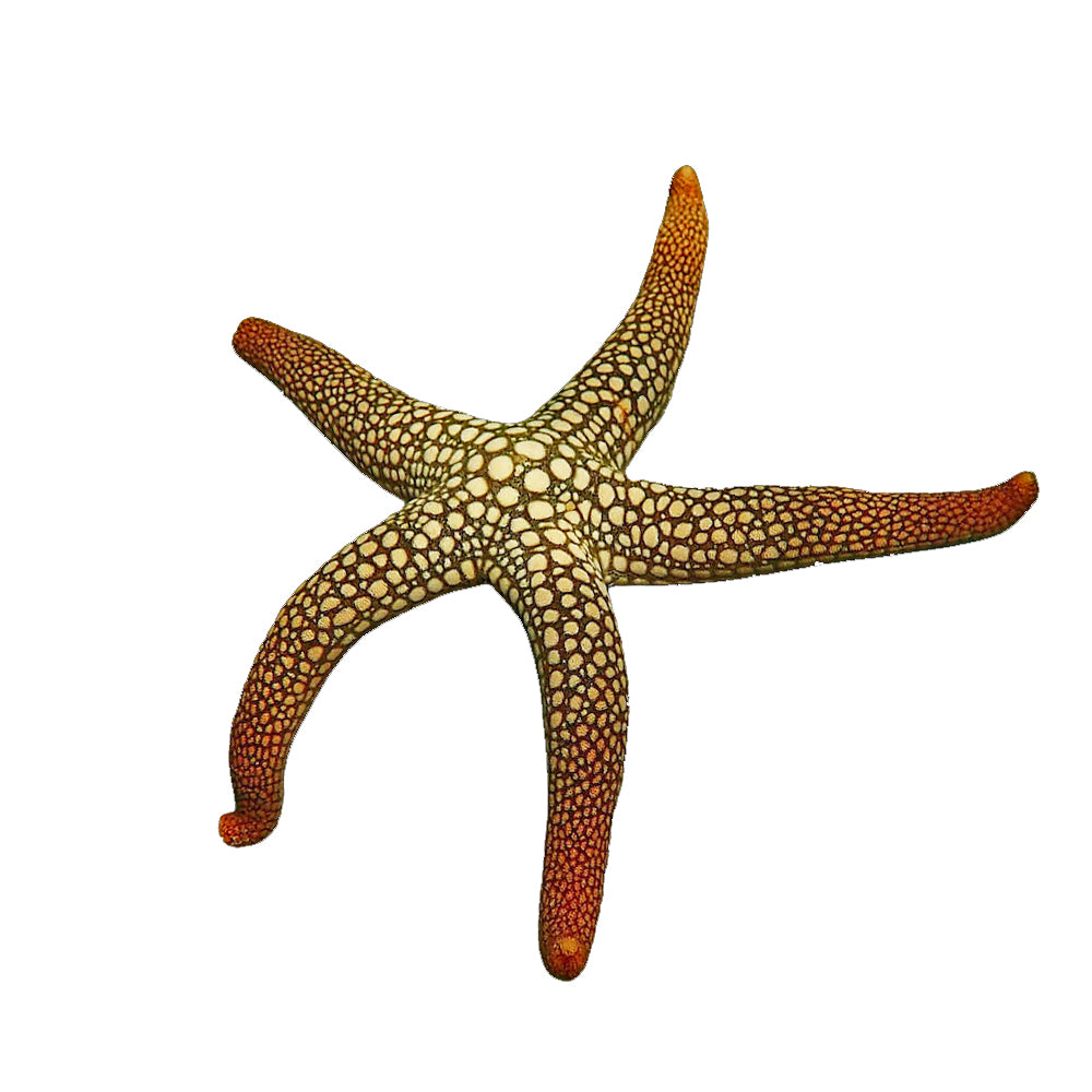 Starfish Pebbled (Nardoa Sp.)