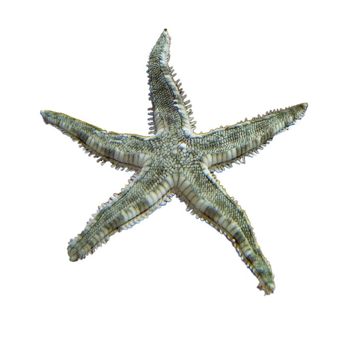 Sand Shifting Starfish