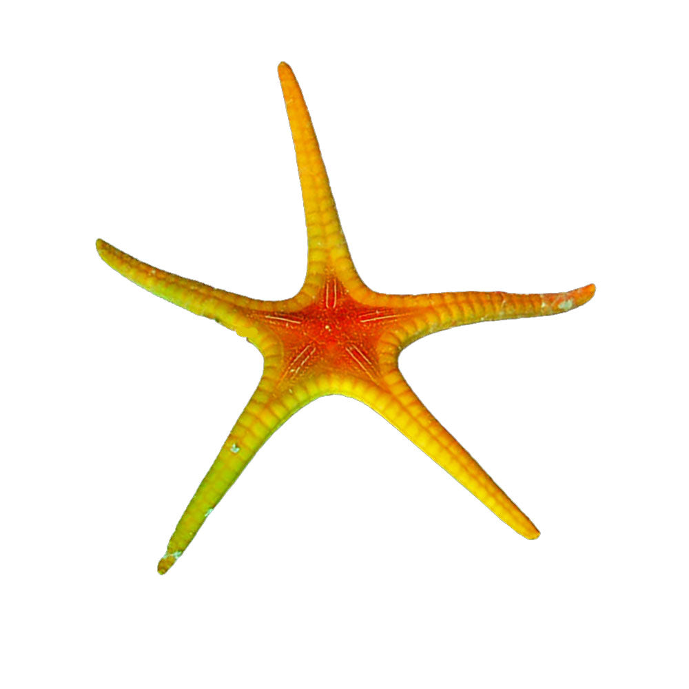 Starfish Whitsunday (Iconaster Longimanus)