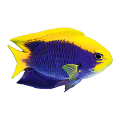 Starcki Damsel (Chrysiptera starcki)