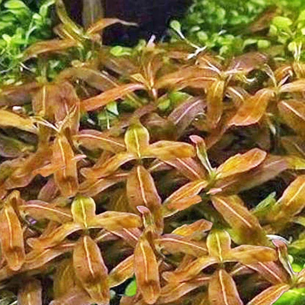 Staurogyne Repens Brown