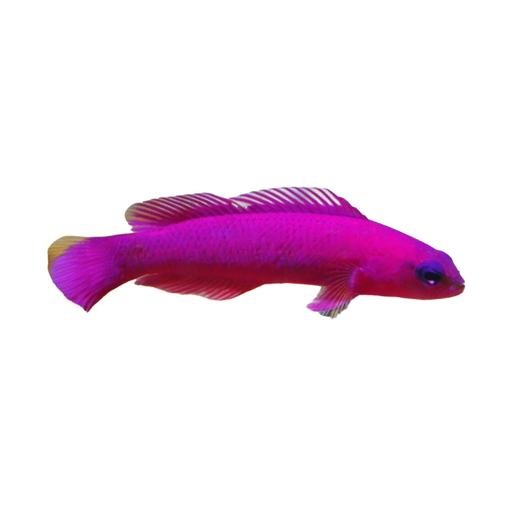Strawberry Dottyback (Pseudochromis Porphyreus)