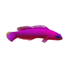 Strawberry Dottyback (Pseudochromis Porphyreus)