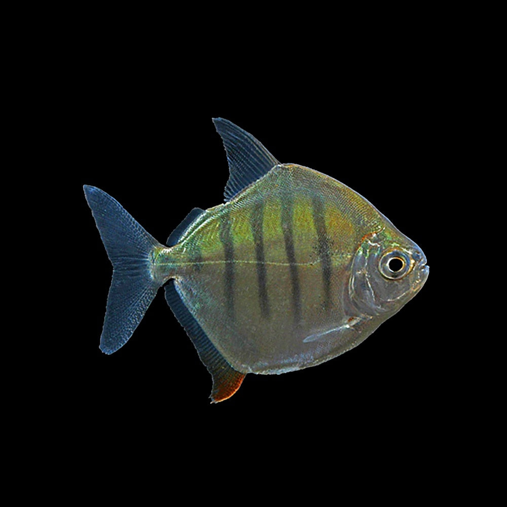 Silver Dollar Striped (Metynnis Fasciatus)
