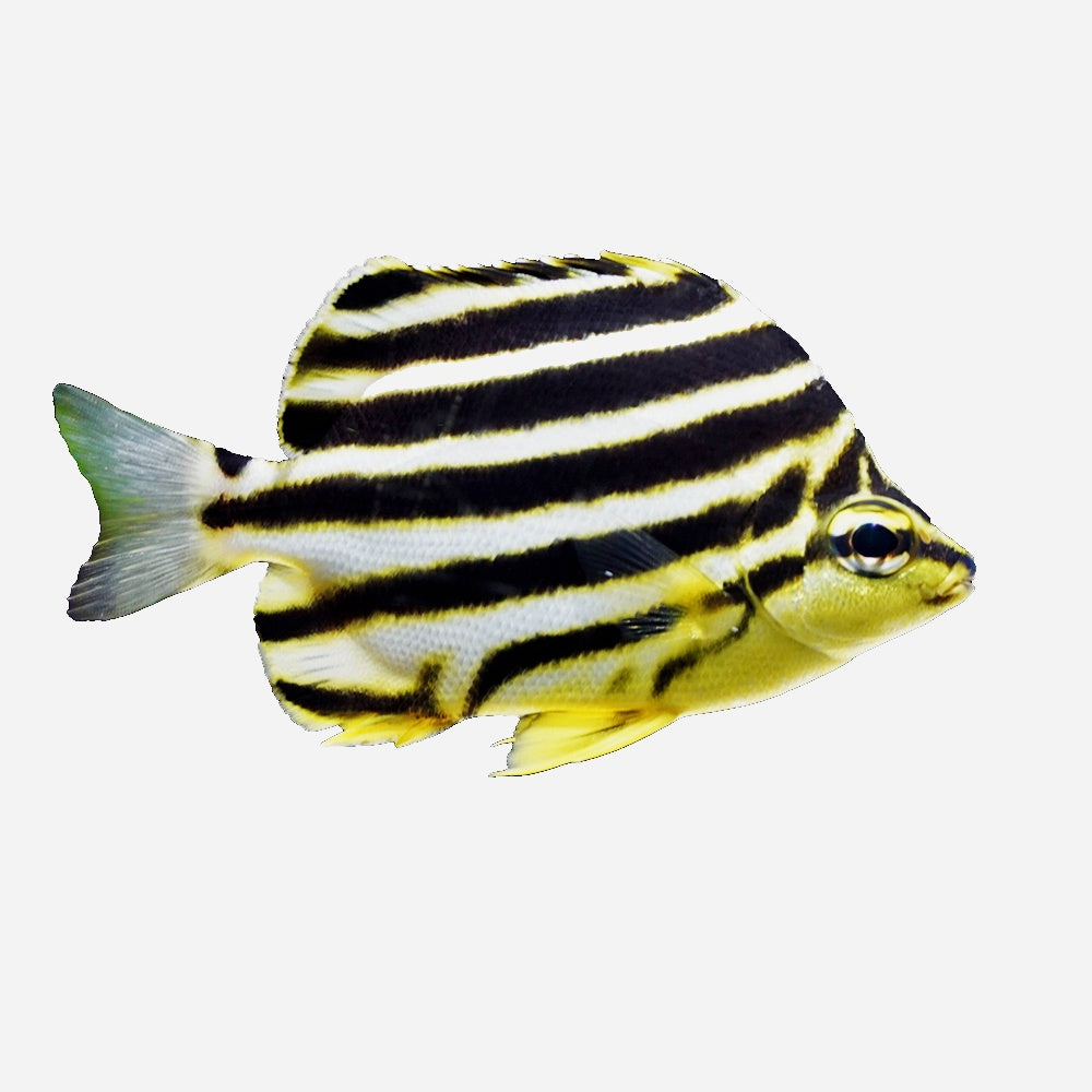 Stripey (Microcanthus Strigatus)