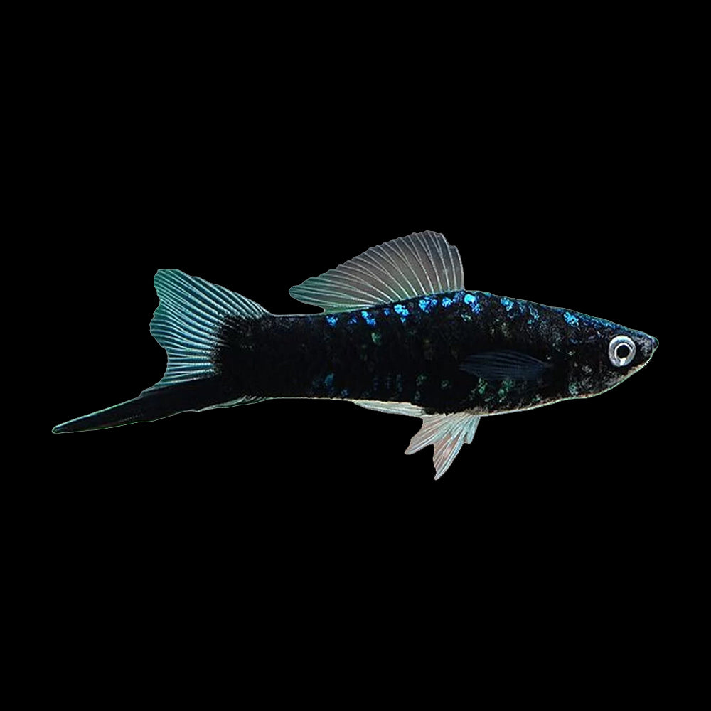 Swordtail Black (Xiphophorus Helleri)