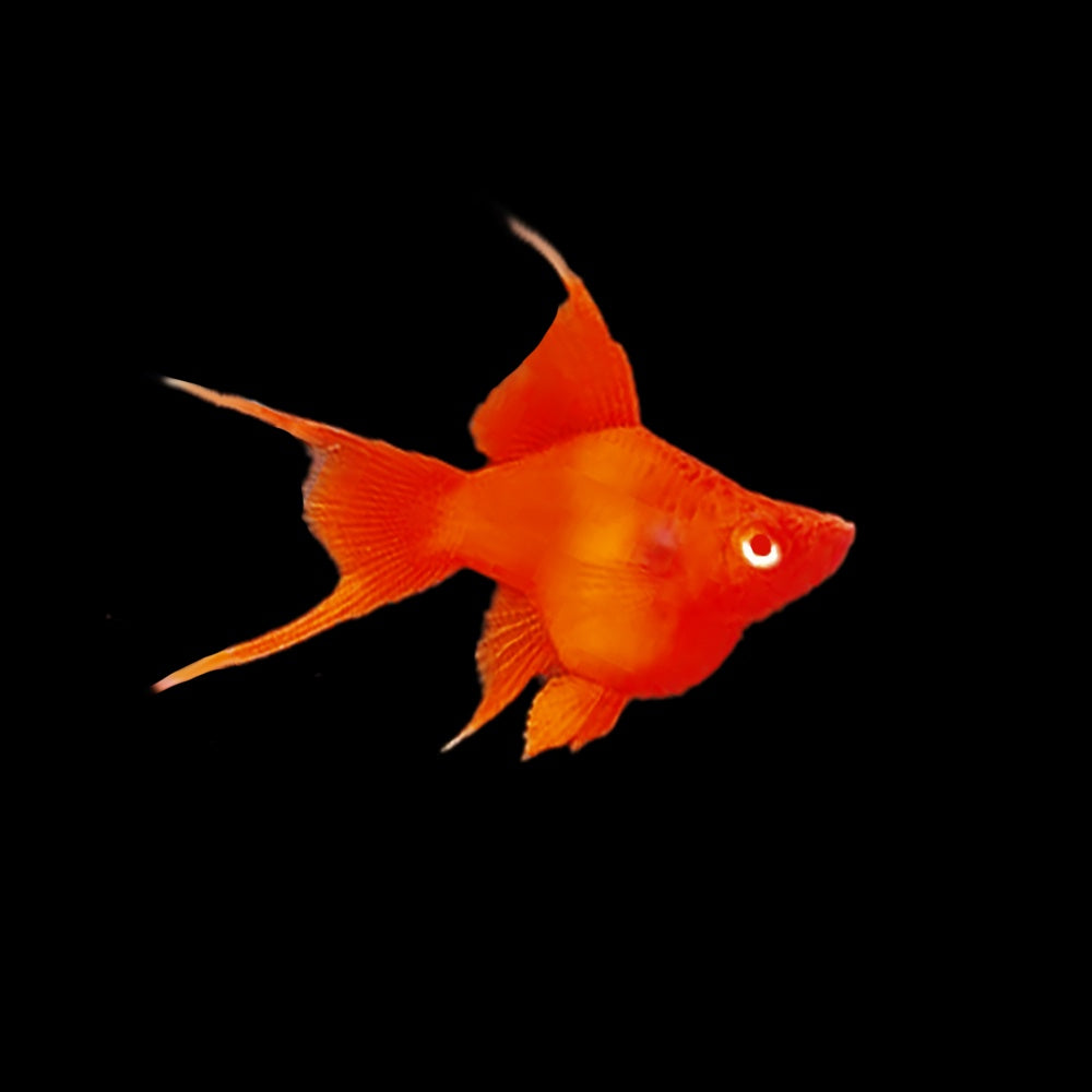 Swordtail Firecracker Balloon (High Grade)