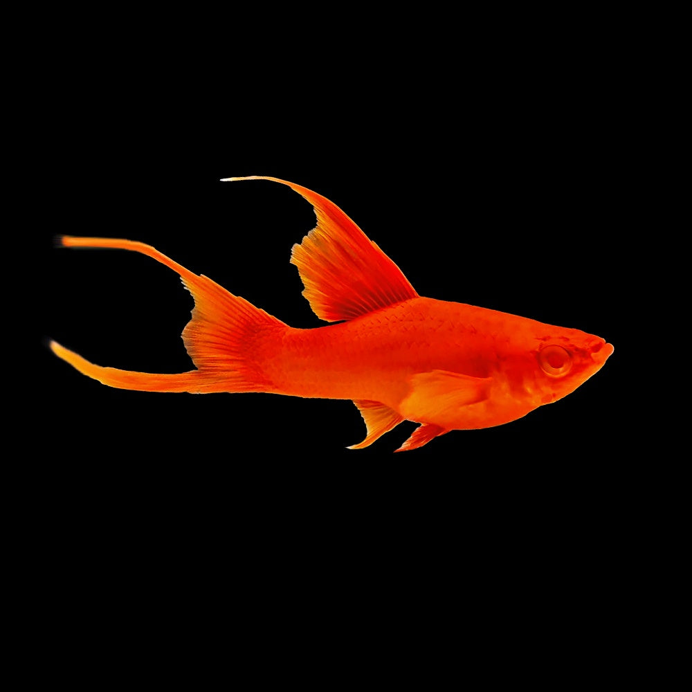 Swordtail Firecracker Hi-Fin
