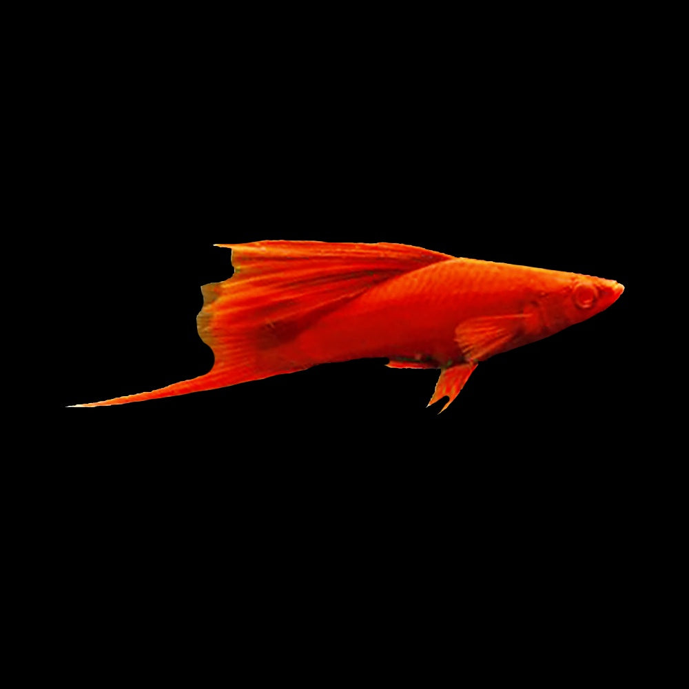 Swordtail Firecracker (Xiphophorus Helleri)