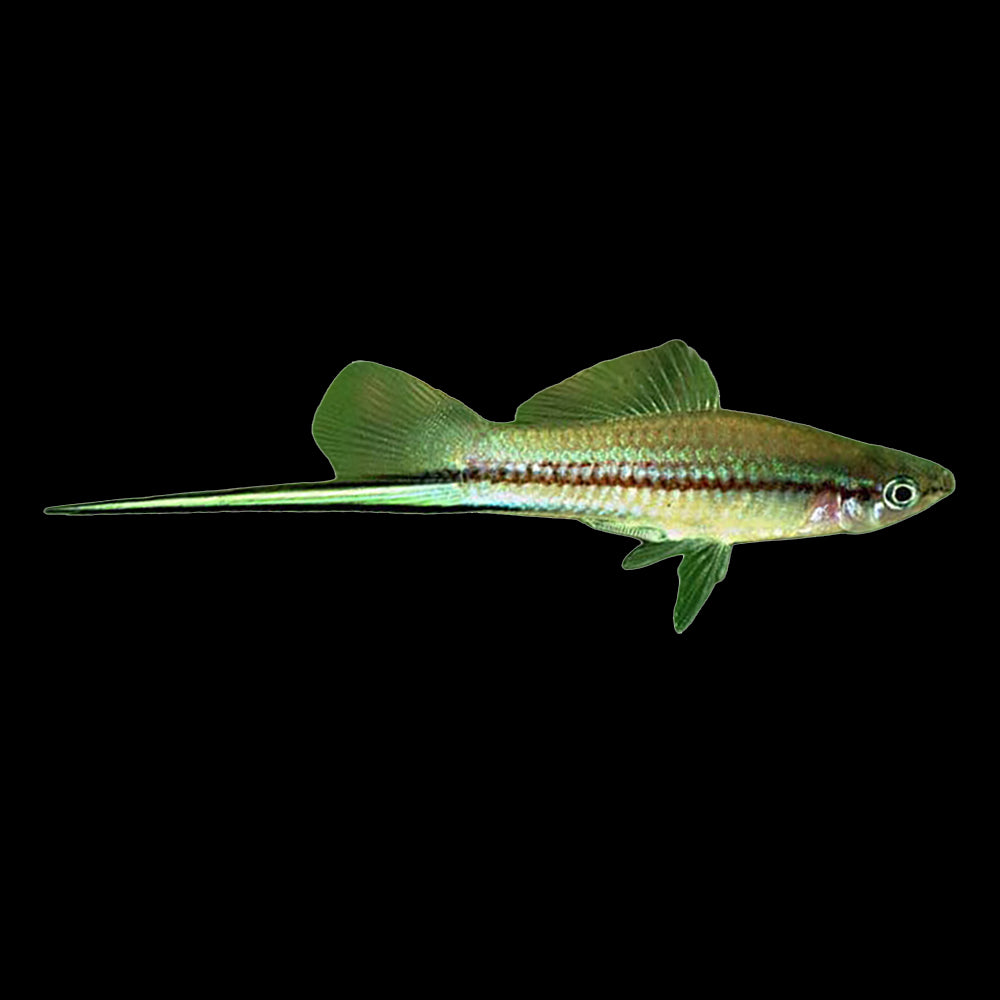 Swordtail Green (Xiphophorus Helleri)