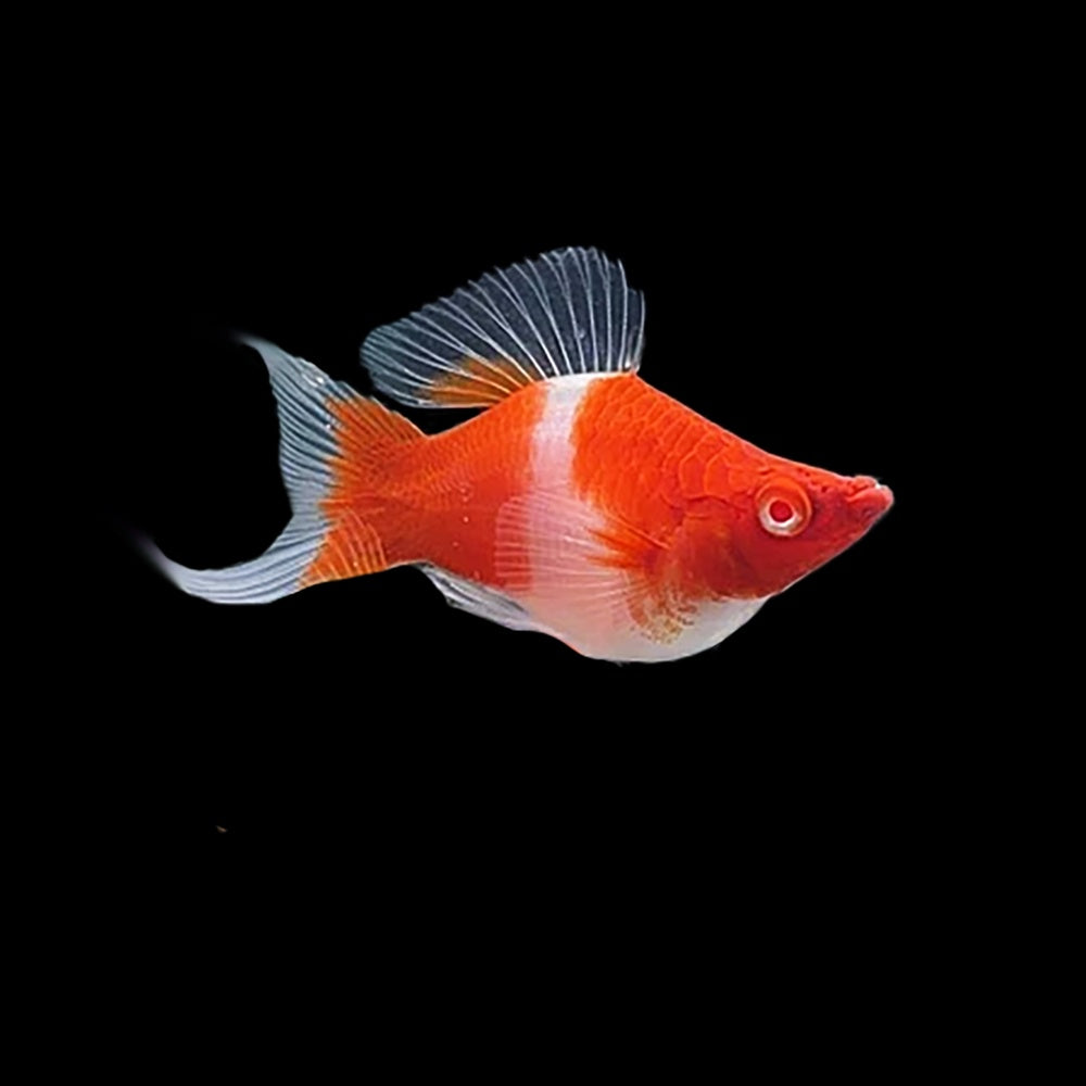 Swordtail Kohaku Balloon (High Grade)