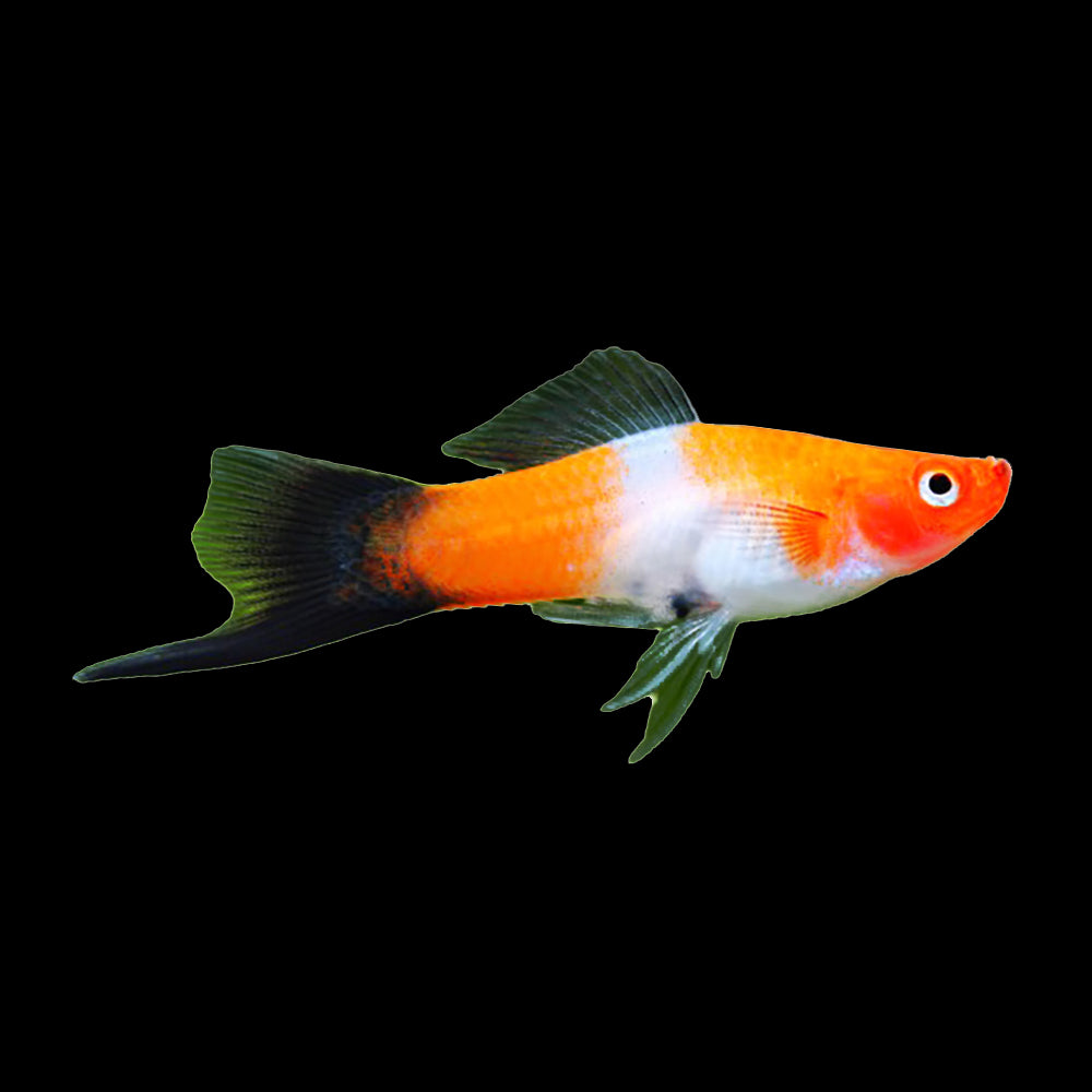 Swordtail Kohaku Black Tail (Xiphophorus Helleri)
