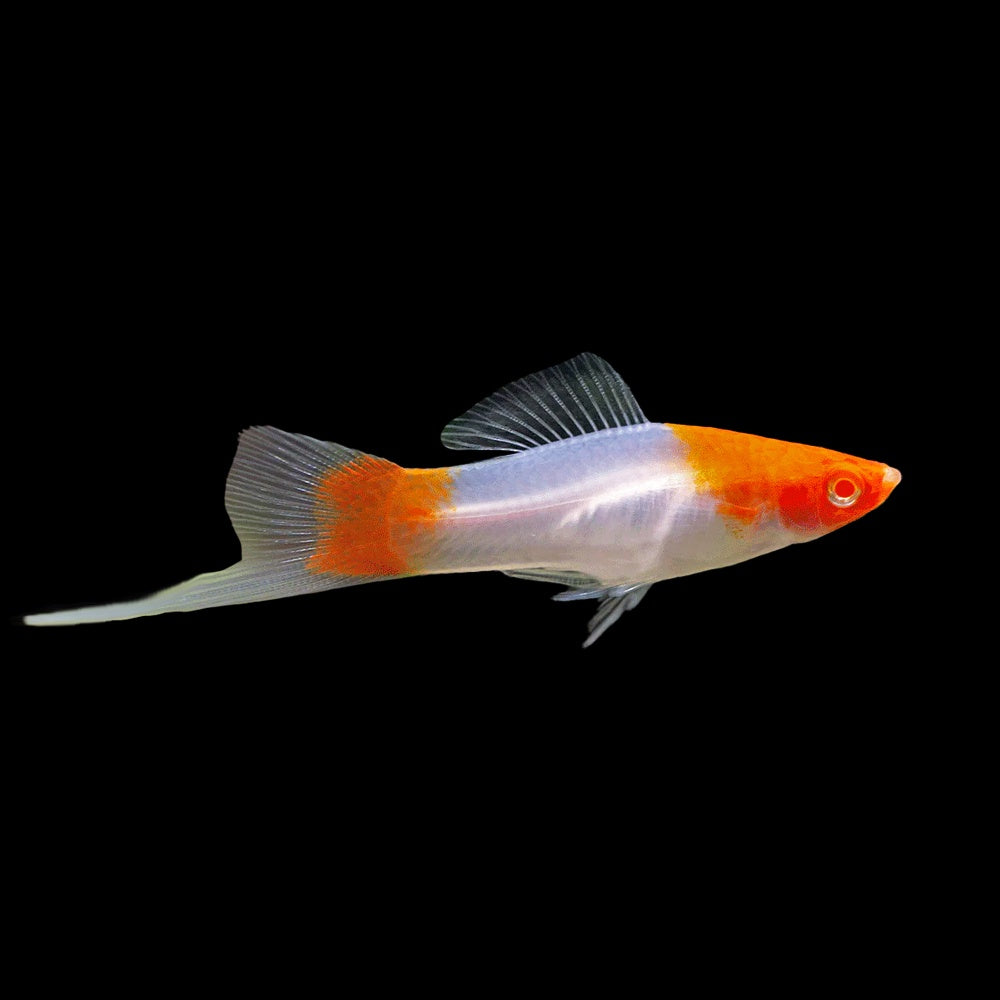 Swordtail Kohaku