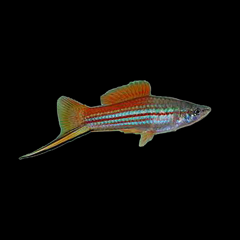 Swordtail Neon (Xiphophorus Helleri)