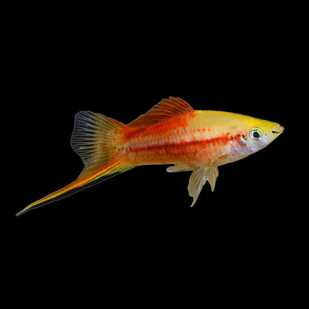 Swordtail Pineapple (Xiphophorus Helleri)