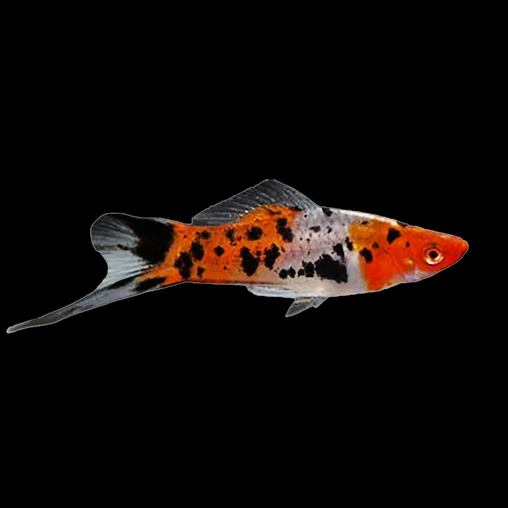 Swordtail Sanke (Xiphophorus Helleri)