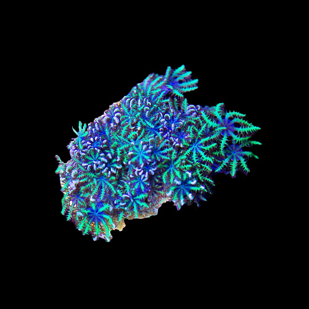 Symphodium Blue