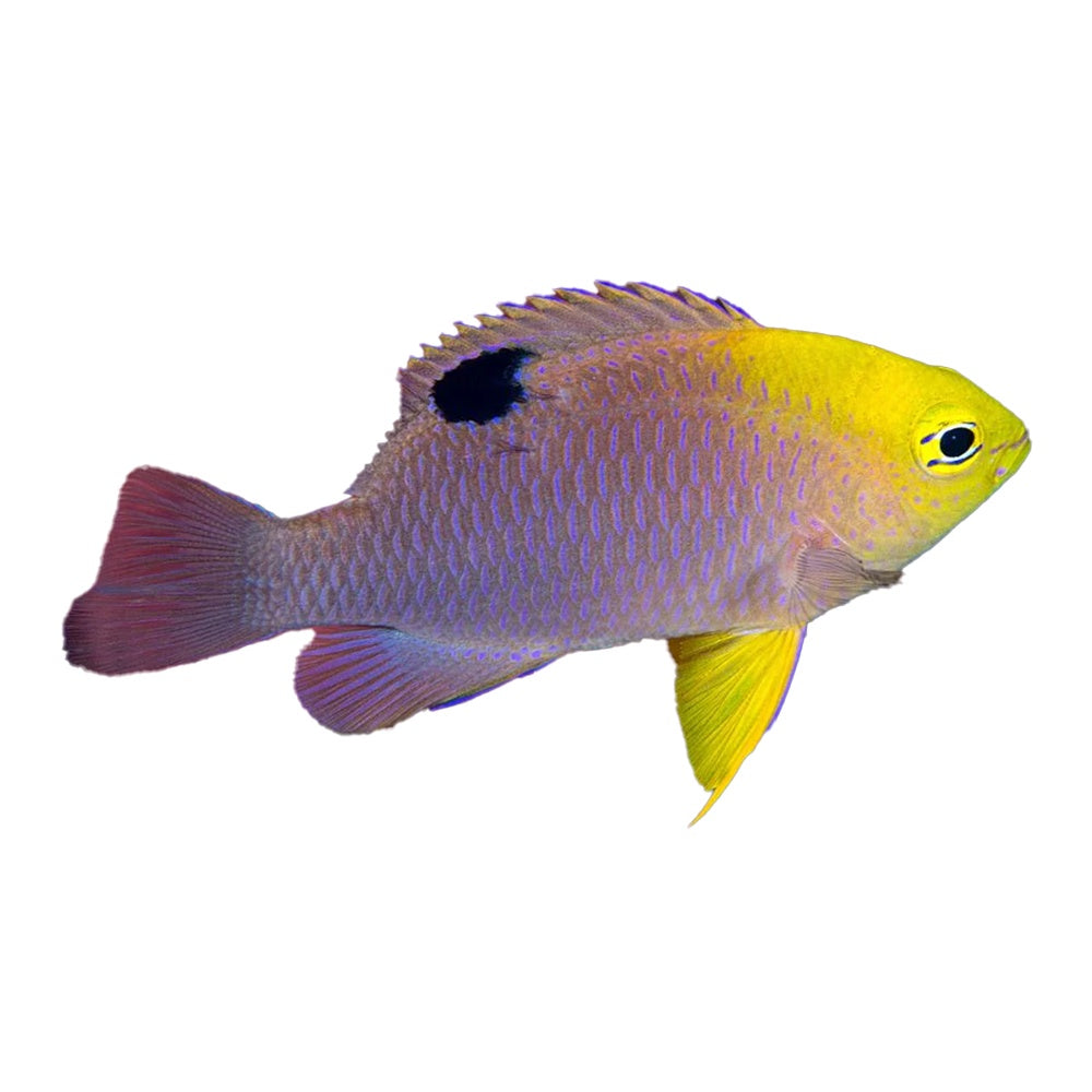 Talbot's Damselfish (Chrysiptera talboti) - Available 4 June