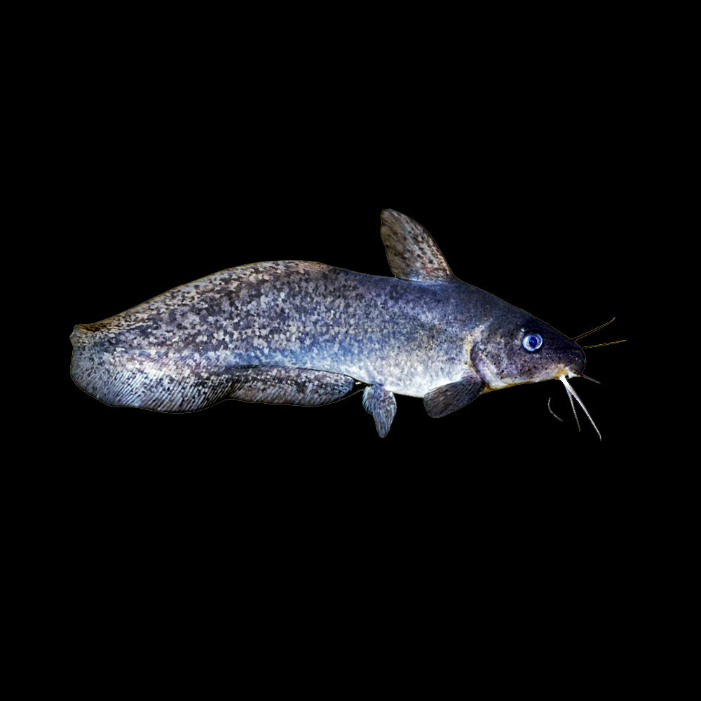 Catfish Tandanus (Tandanus Tandanus)