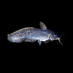 Catfish Tandanus (Tandanus Tandanus)