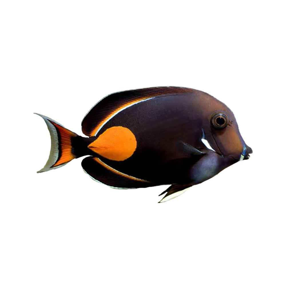 Tang Achilles (Acanthurus Achilles)