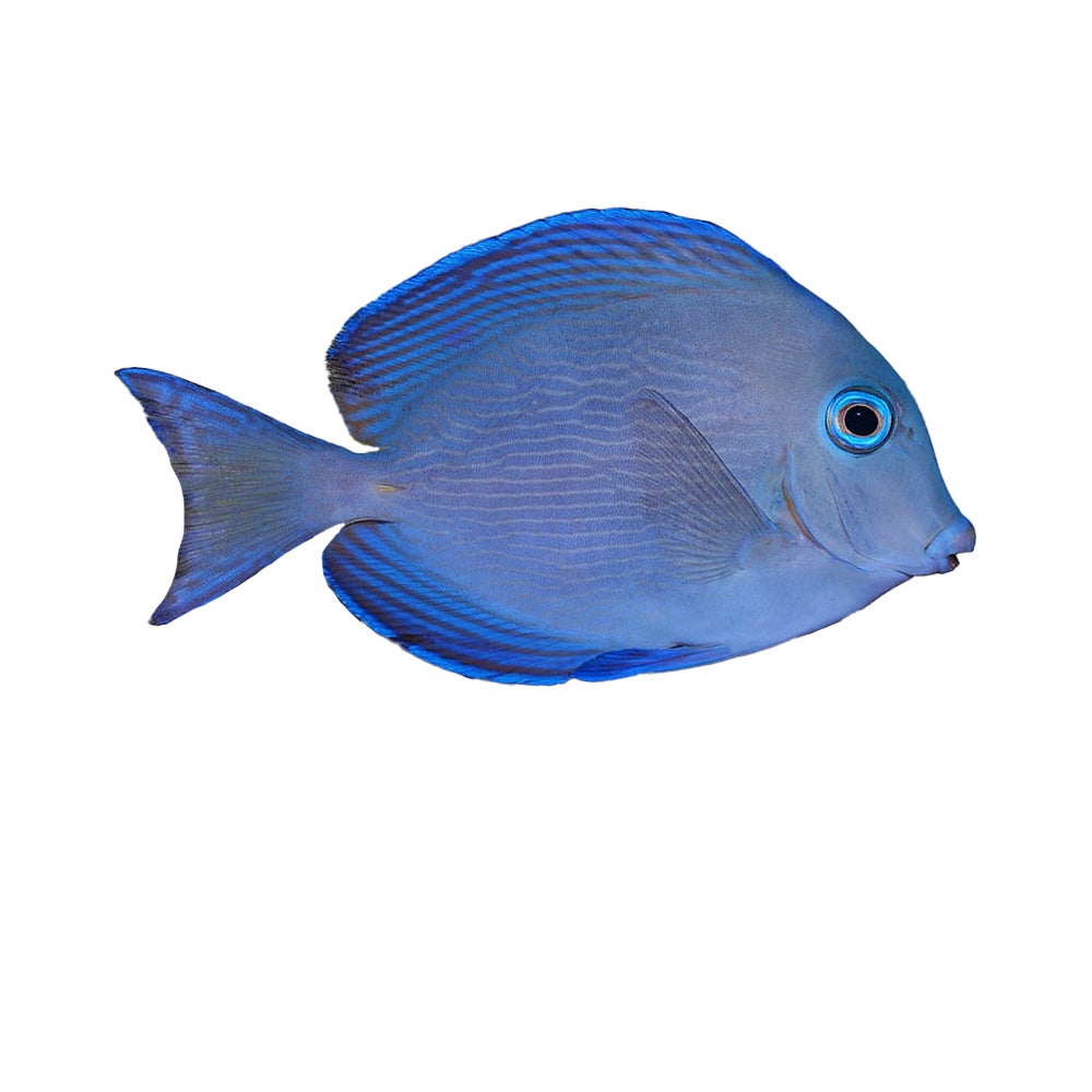 Tang Atlantic Blue (Acanthurus Coeruleus)