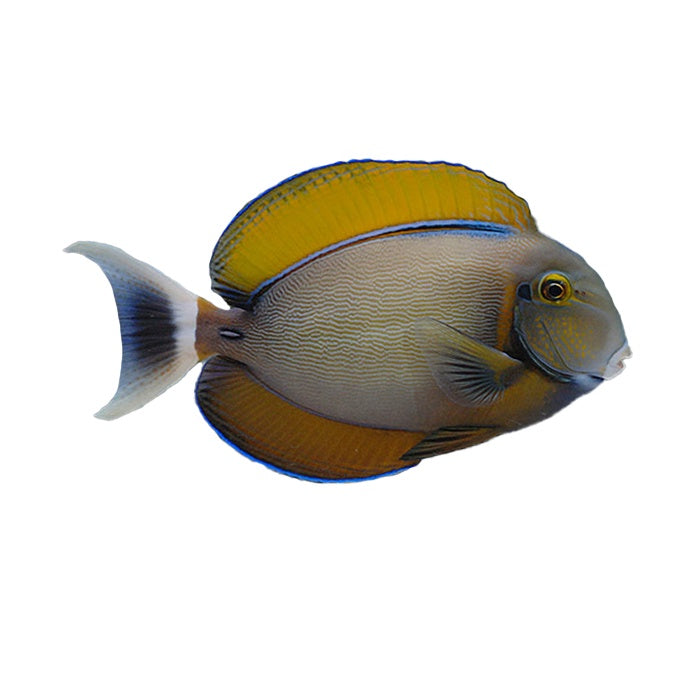 Tang Black Spot (Acanthurus Bariene) Available 4 June