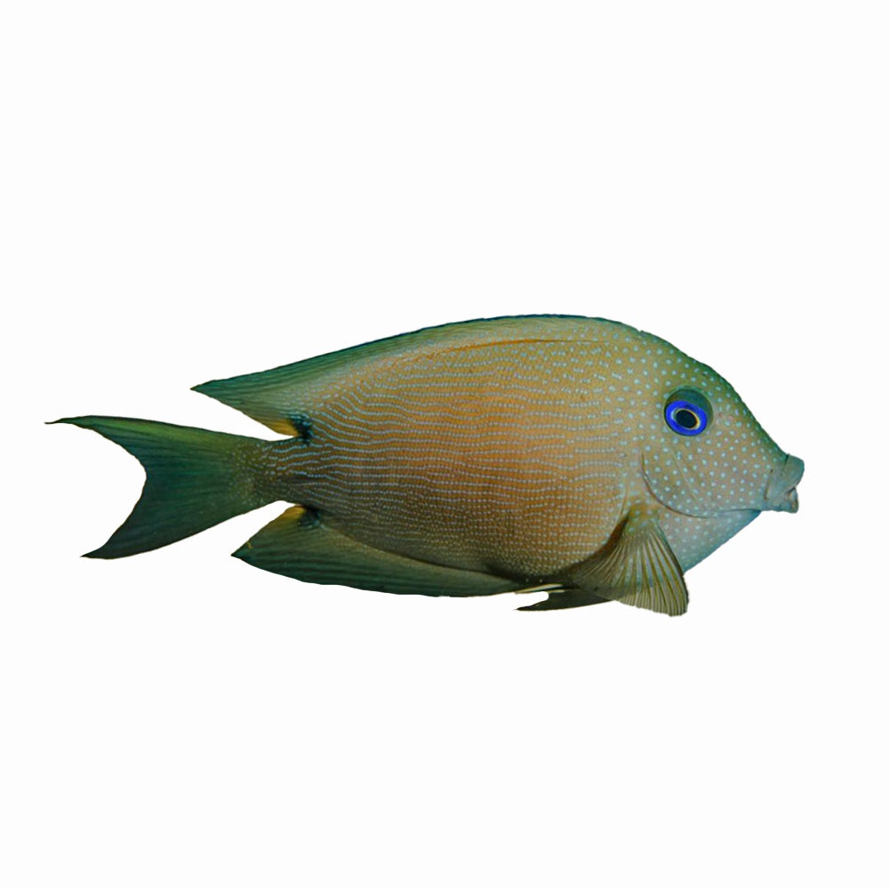 Bristletooth Twospot Tang
