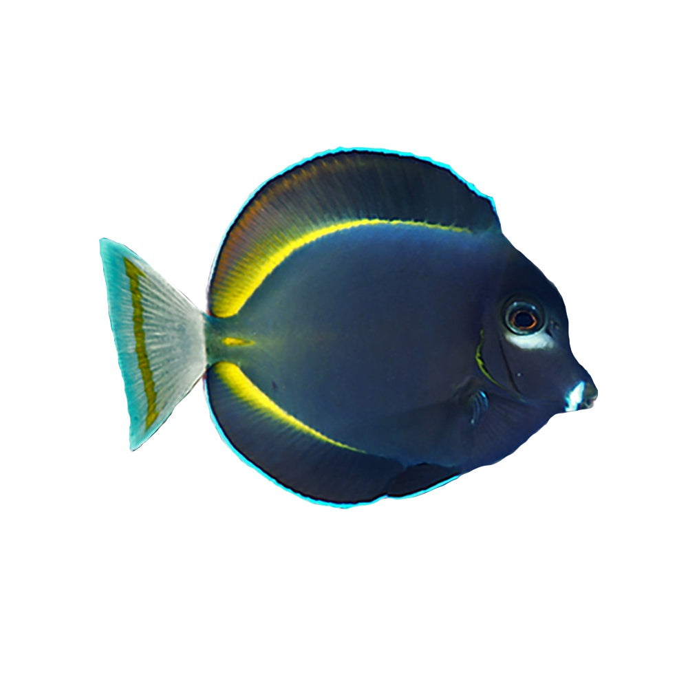 Tang Gold Rimmed (Acanthurus Nigricans) Avaialble 4 June