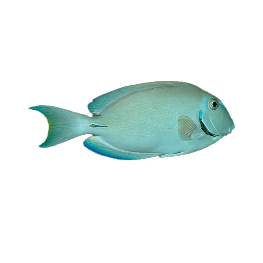Tang Ocean Surgeon (Acanthurus Bahianus)