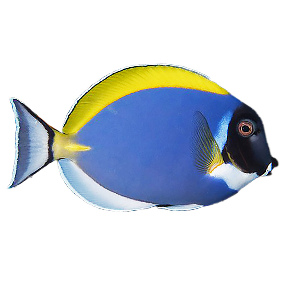 Tang Powder Blue (Acanthurus Leucosternon) - Avaiable 4 June