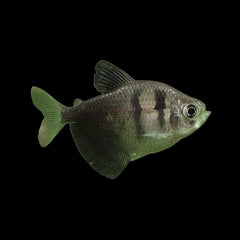 Tetra Skirt Black (Gymnocorymbus Ternetzi)