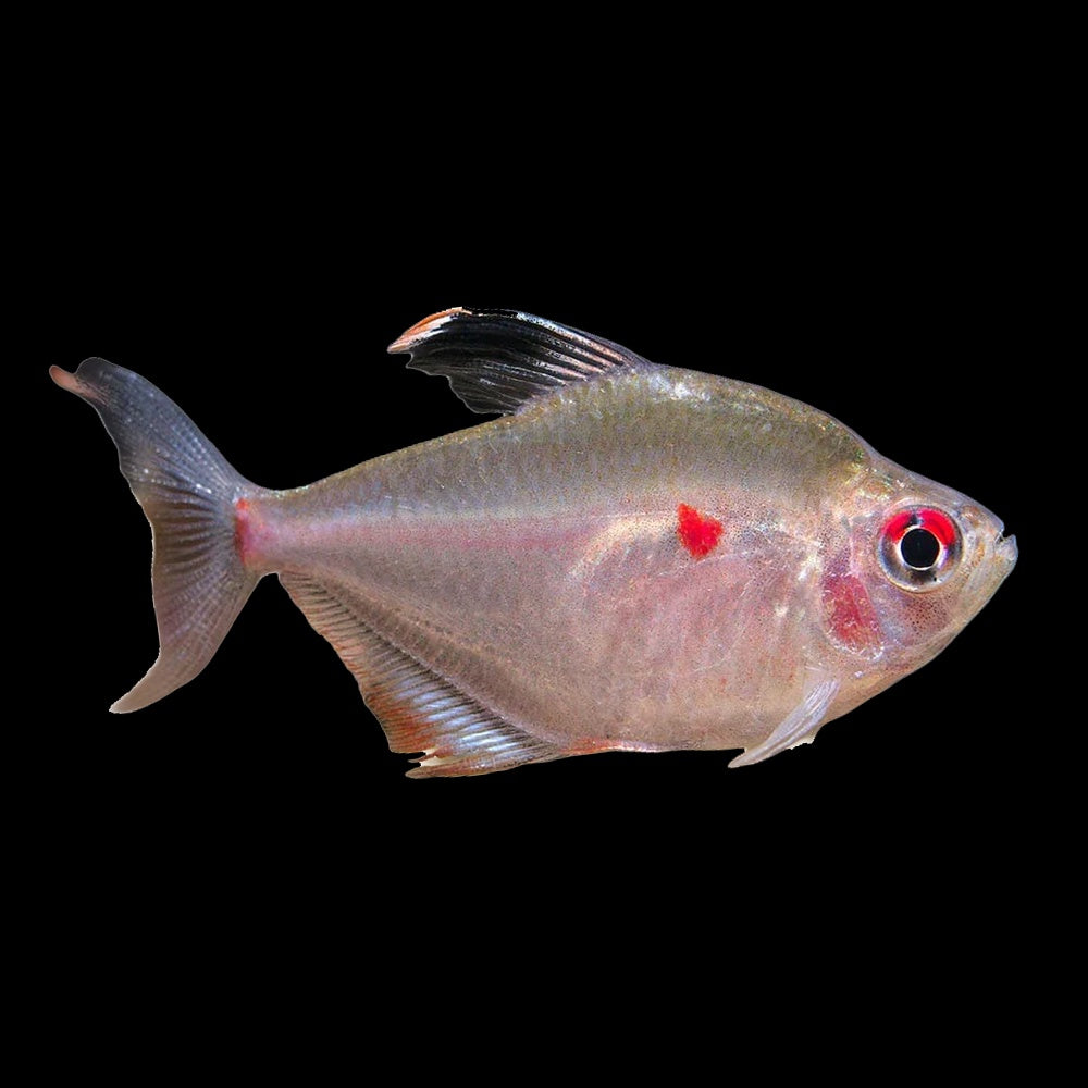 Tetra Bleeding Heart (Hyphessobrycon Erythrostigma)