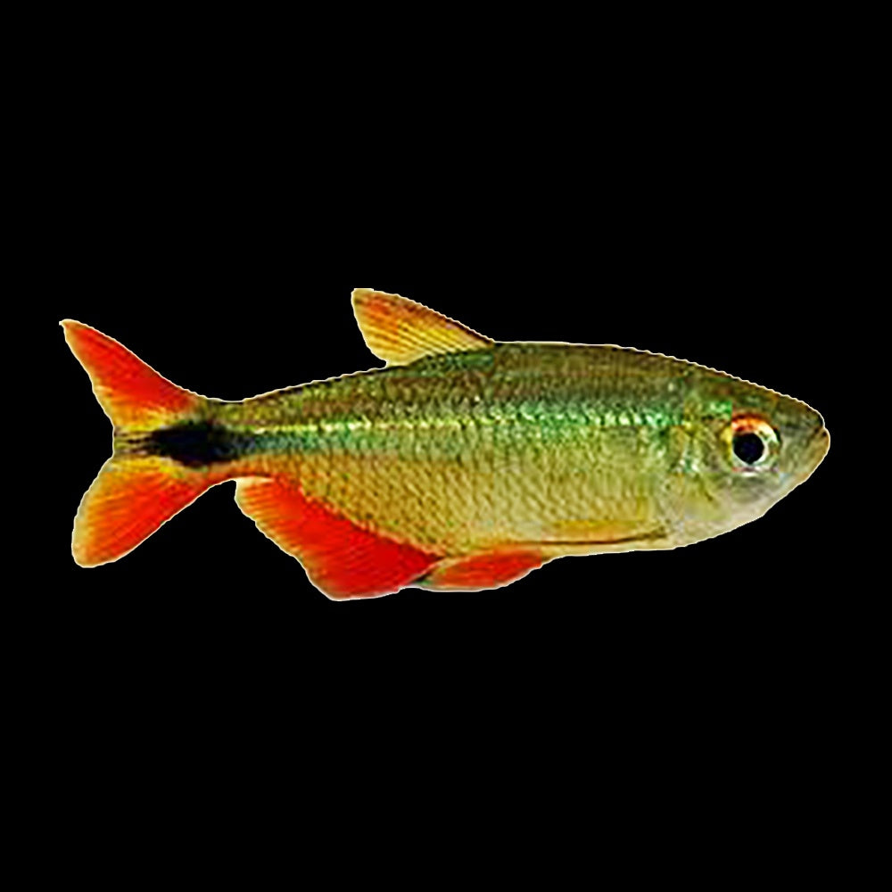 Tetra Buenos Aires (Psalidodon Anisitsi)