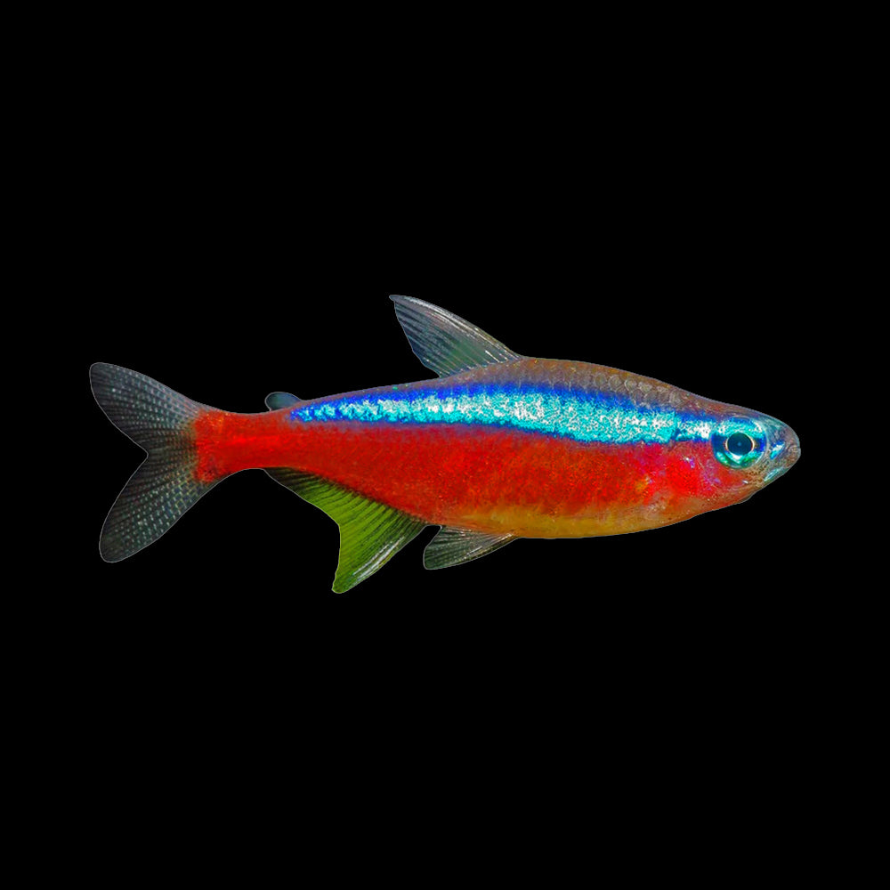Tetra Cardinal (Paracheirodon Axelrodi)