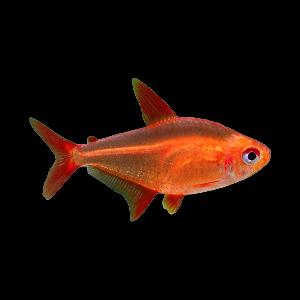 Tetra Muzel Cherry (Hyphessobrycon sp Muzel)