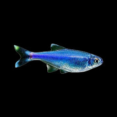 Tetra Cochu's Blue (Boehlkea Fredcochui)