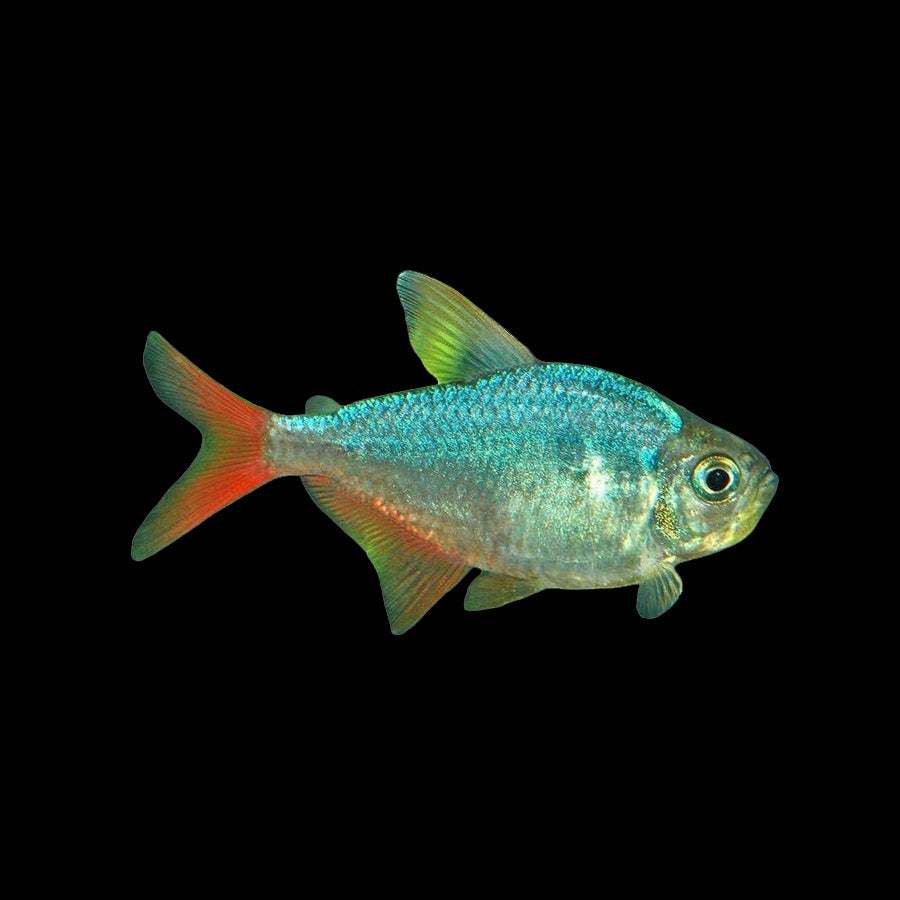 Tetra Columbian Red Blue (Hyphessobrycon Columbianus)