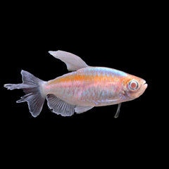 Tetra Congo Albino (Phenacogrammus Interruptus)
