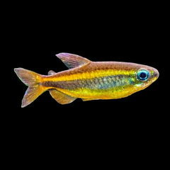 Tetra Congo Yellow Tail (Alestopetersius Caudalis)