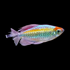 Tetra Congo (Phenacogrammus Interruptus)
