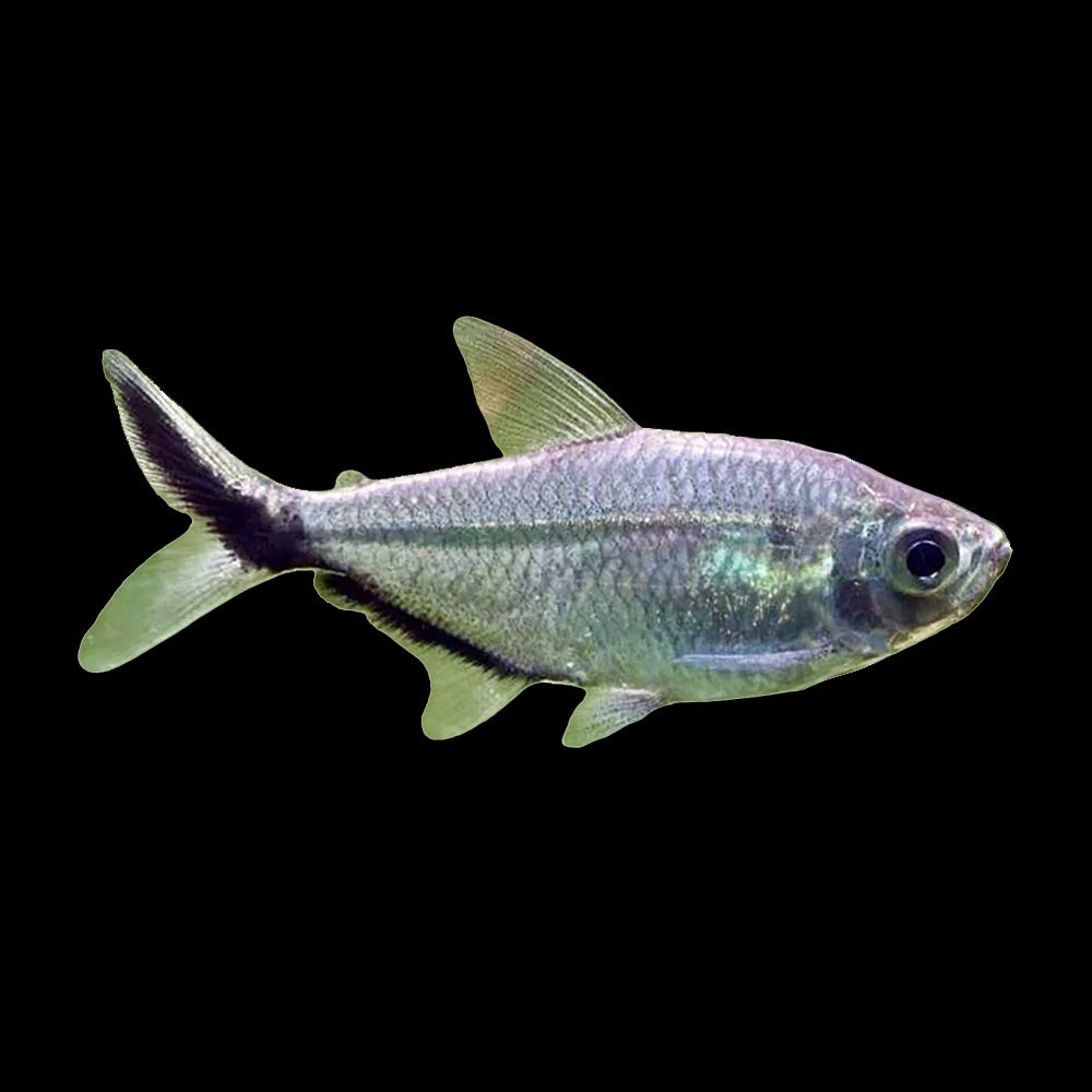 Tetra Costae (Moenkhausia Costae)