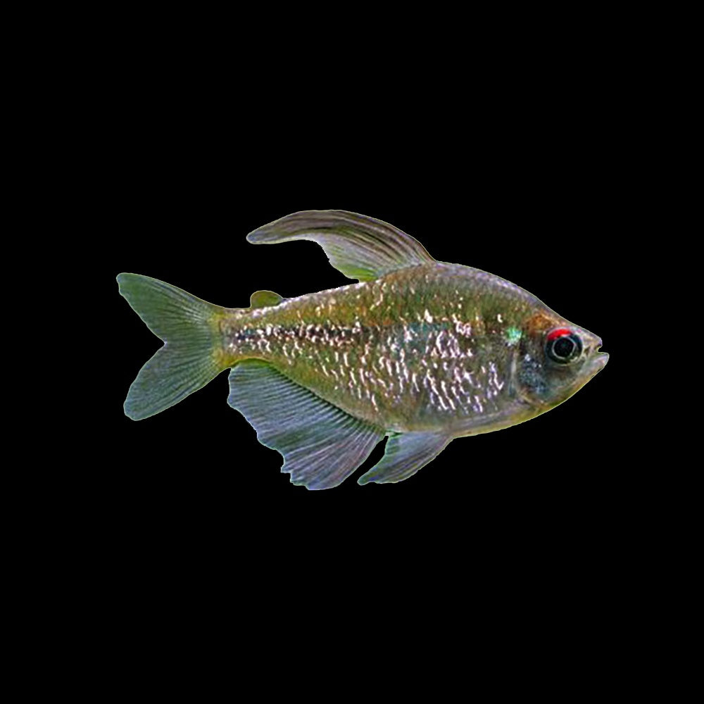 Tetra Diamond (Moenkhausia Pittieri)