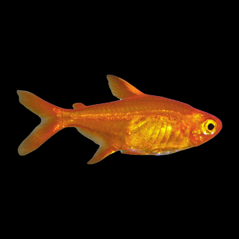 Tetra Ember (Hyphessobrycon Amandae)