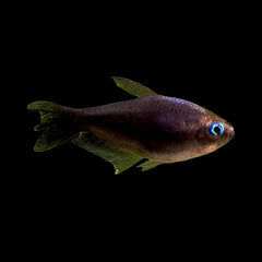 Tetra Emperor Black (Pristella Maxillaris)