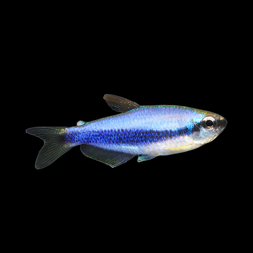 Tetra Kerri Blue (Inpaichthys Kerri)