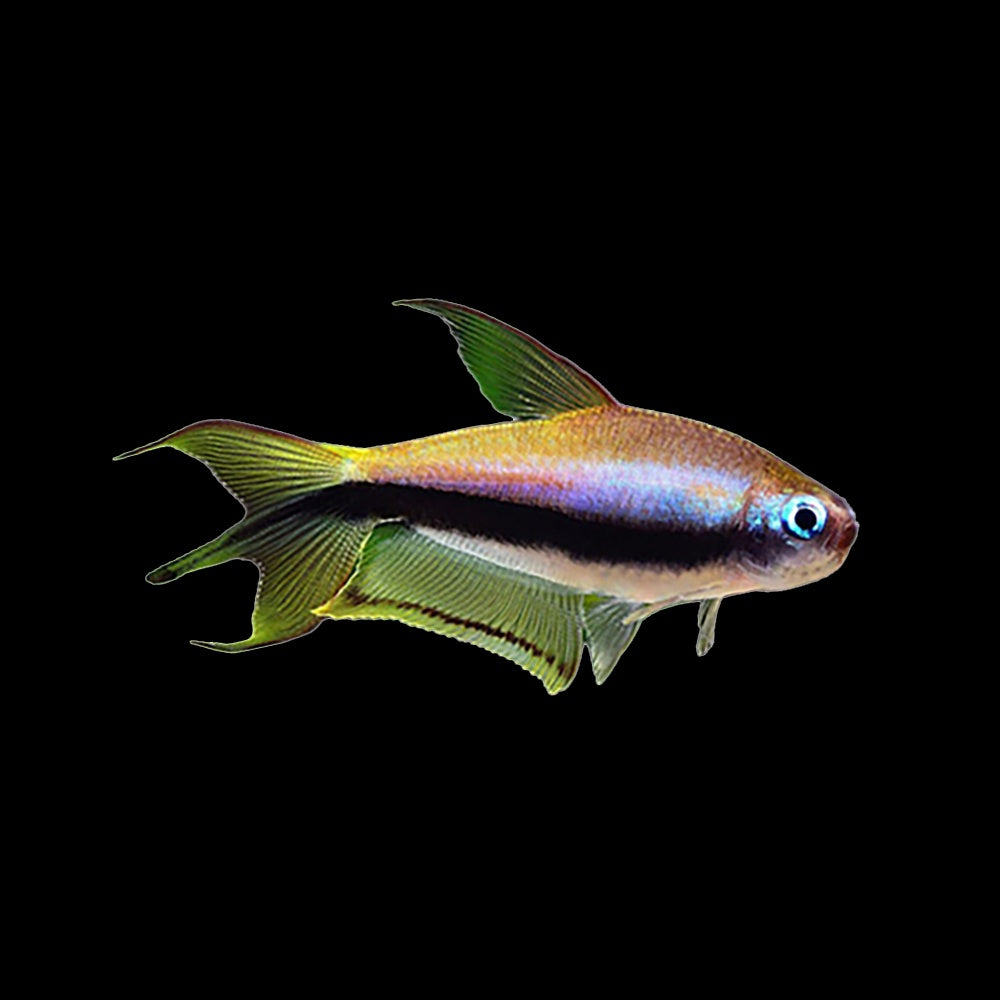 Tetra Emperor (Nematobrycon Palmeri)