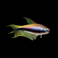 Tetra Emperor (Nematobrycon Palmeri)