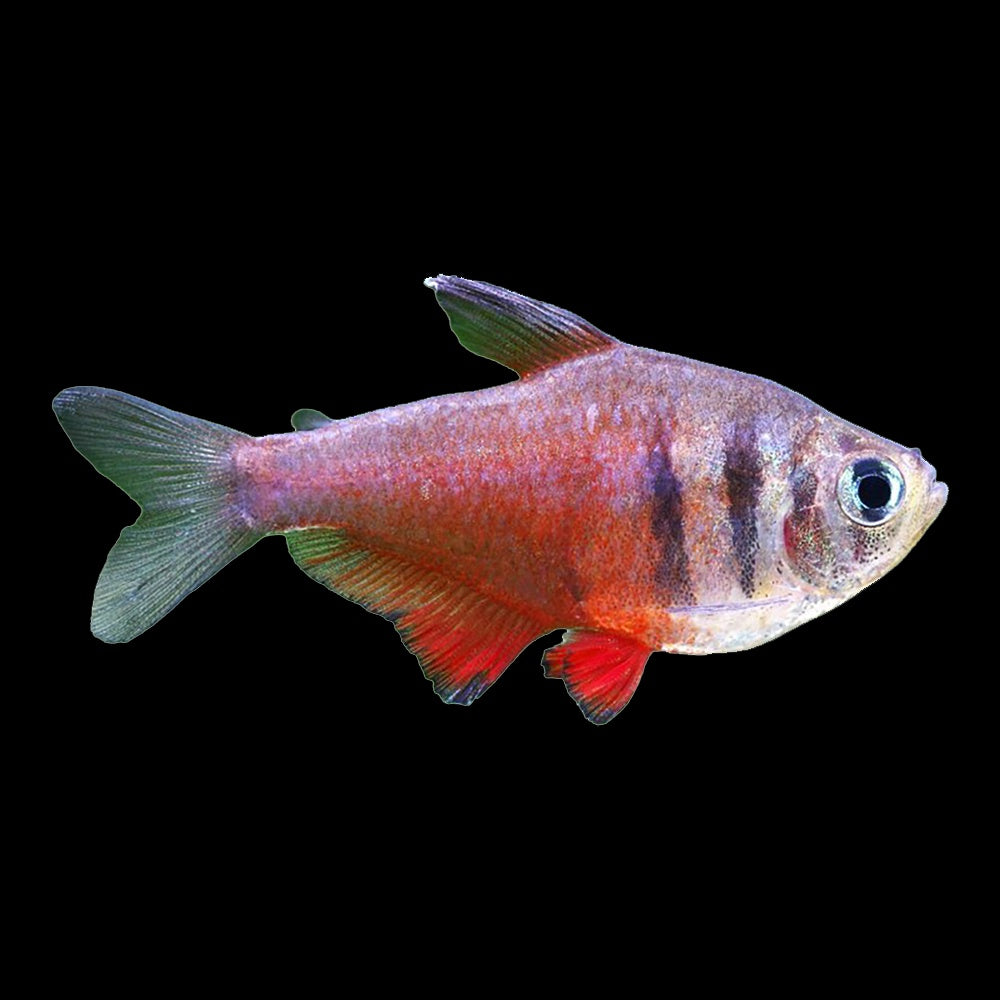 Tetra Flame (Hyphessobrycon Flammeus)